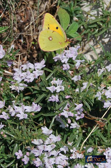 colias crocea sul timo.JPG